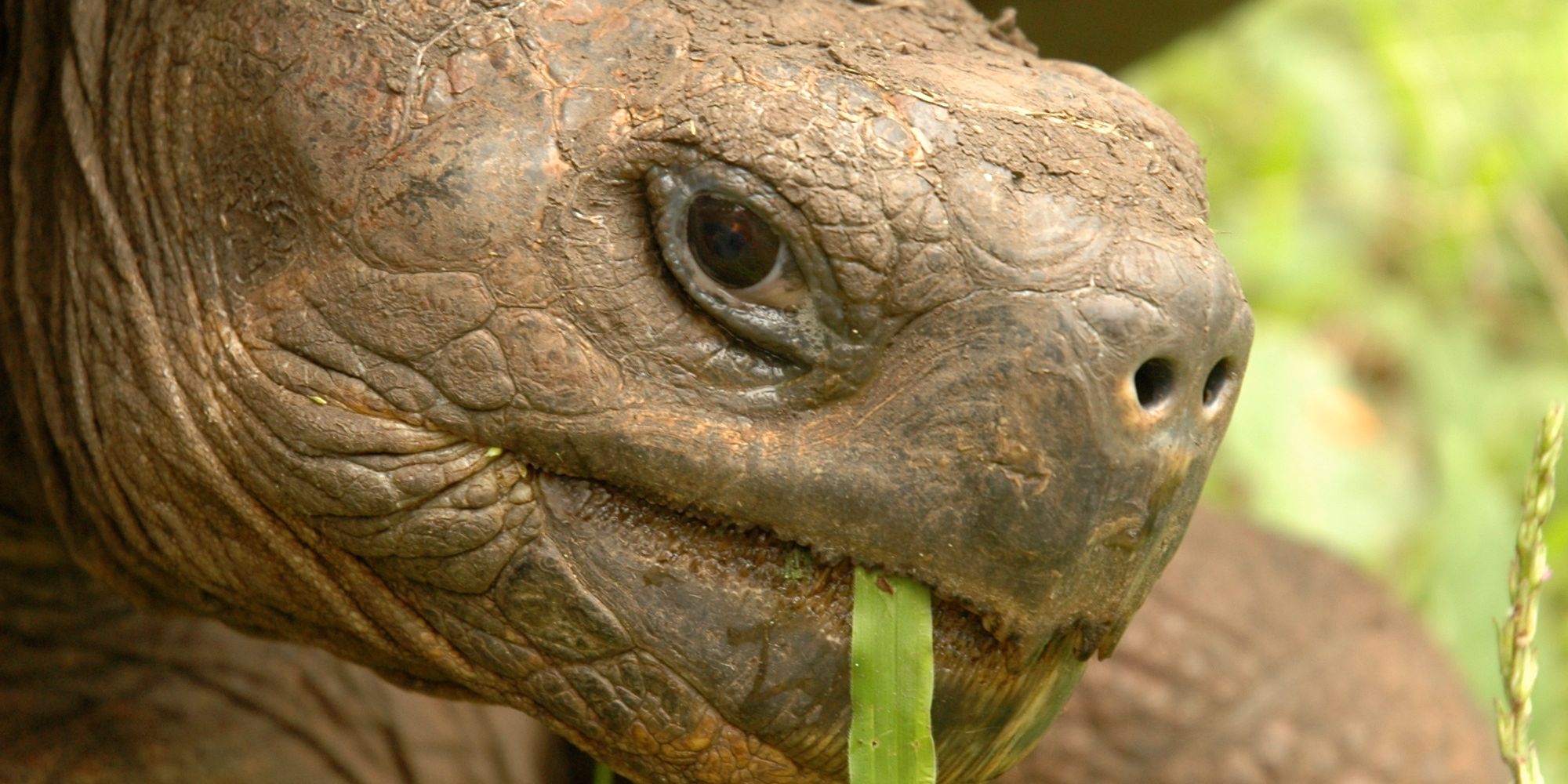 natucate-freiwilligendienst-ecuador-artenschutz-galapagos-schildkrote
