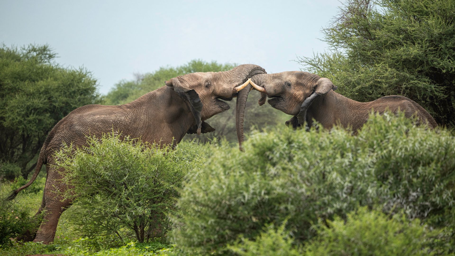 natucate-volunteering-south-africa-marataba-two-elephants