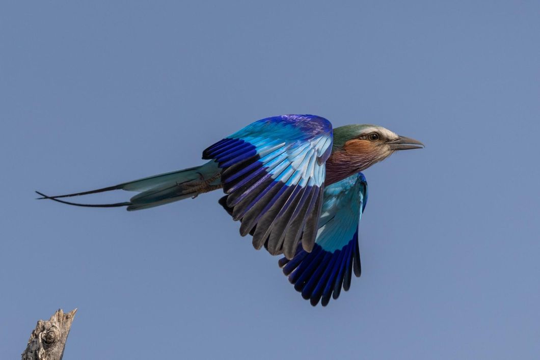 Eine buntgefiederte Gabelracke fliegt los mit blauem Himmel im Hintergrund