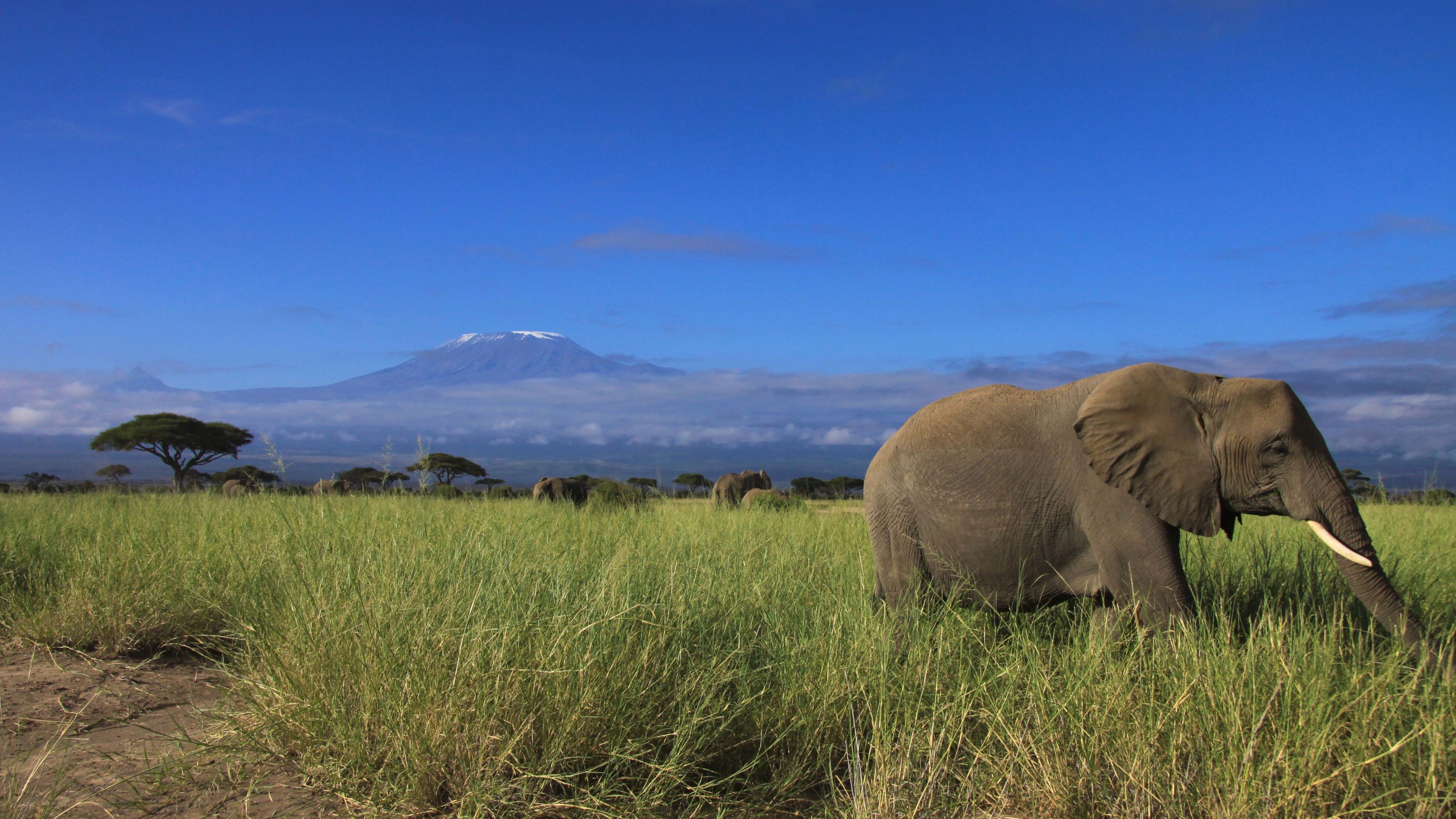 Safari Ostafrika: Elefant in der Savanne Kenias, im Hintergrund erhebt sich der Kilimandscharo