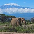Ein Elefant vor dem atemberaubenden Kilimandjaro