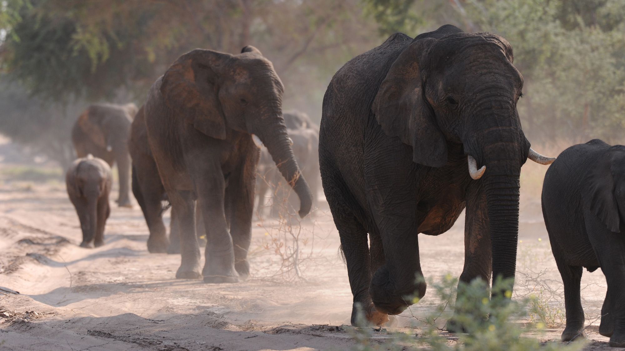 sabbatical-suedafrika-namibia-artenschutz-wildlife-oase-wuestenzauber-elefantenherde-damaraland-natucate