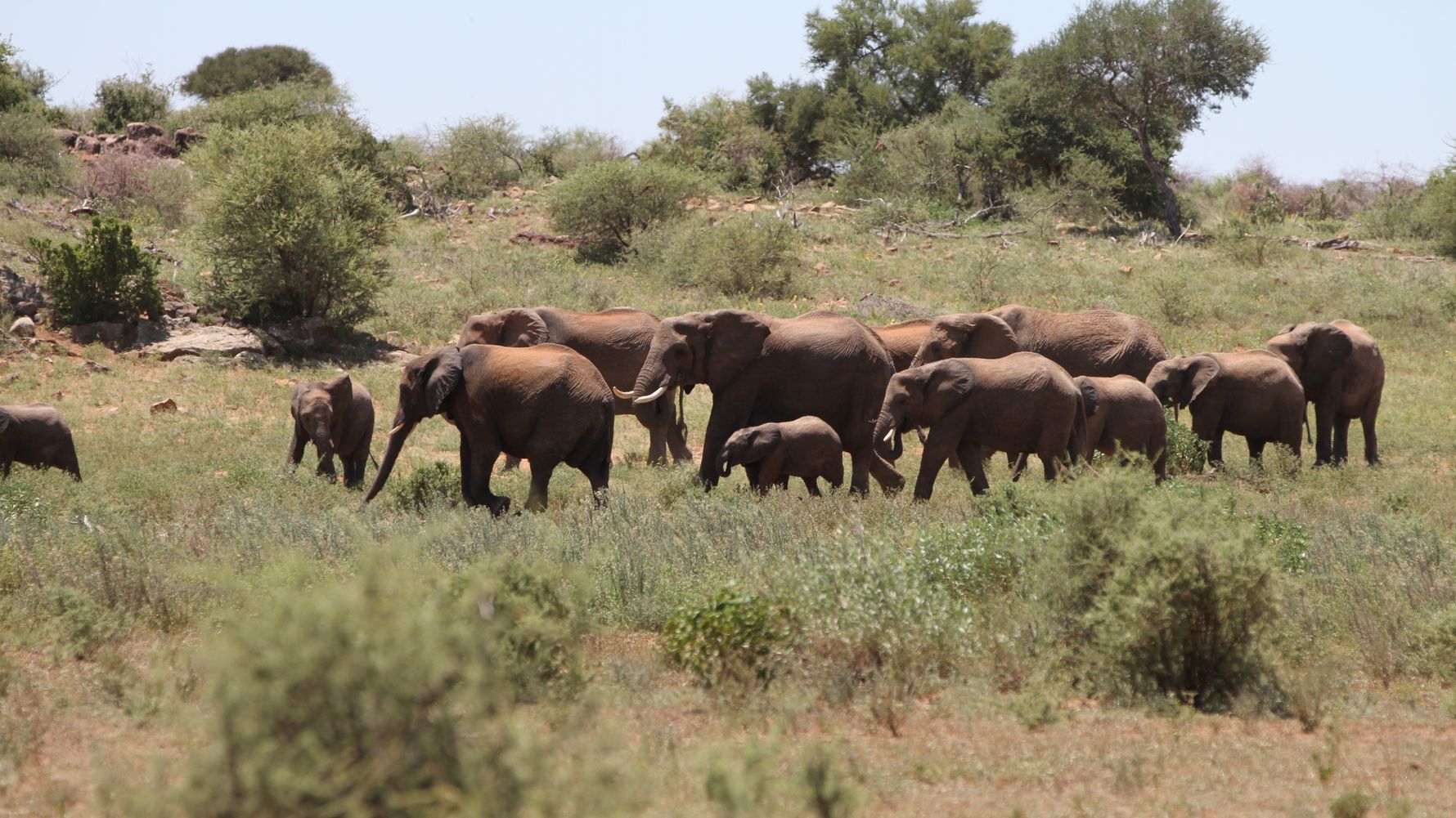 Karawane der afrikanischen Elefanten