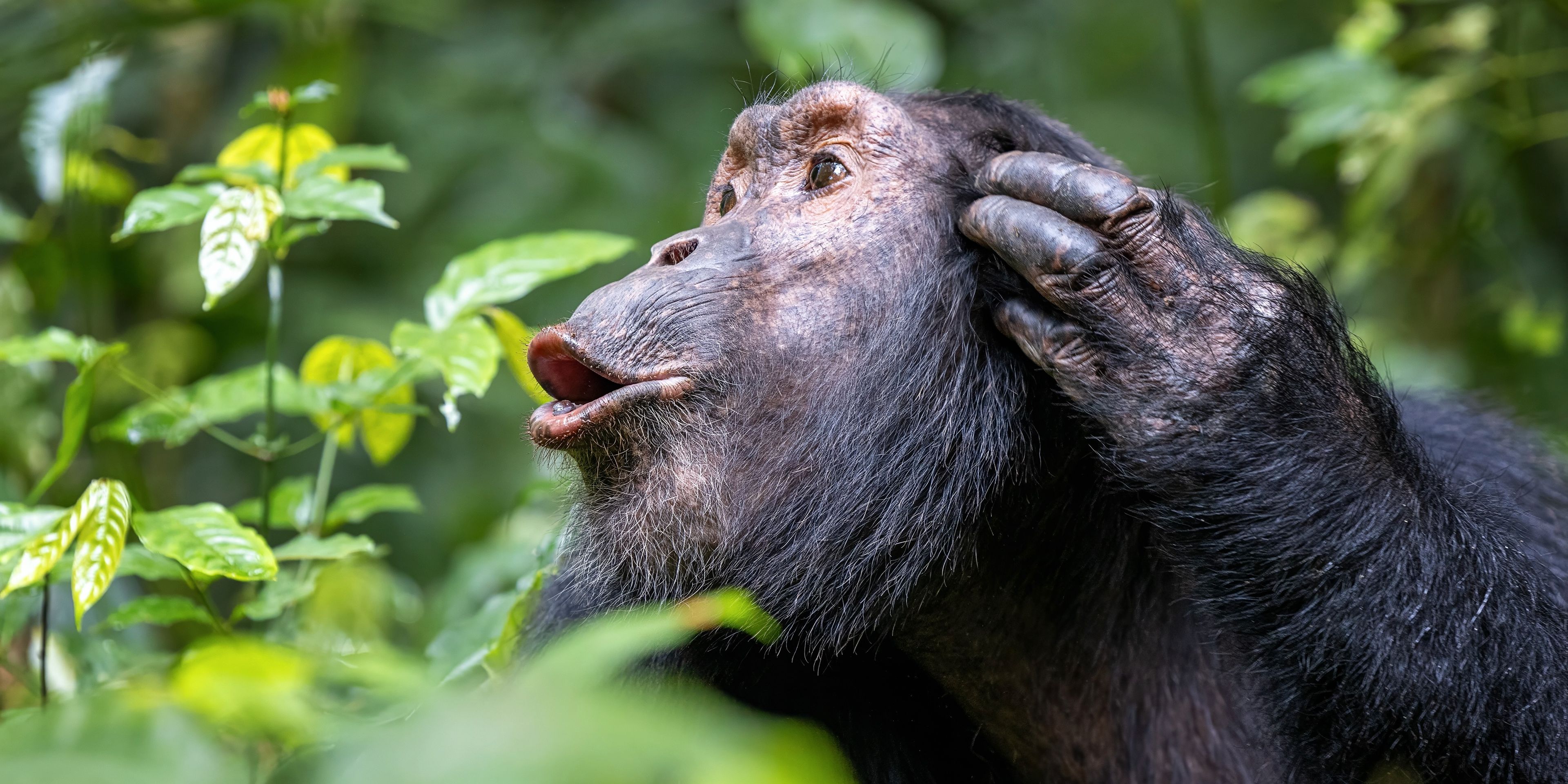 Chimpanzee calling