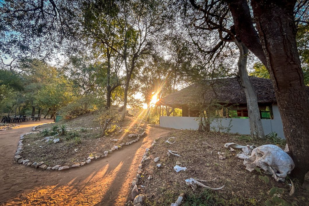 natucate-guide-courses-bushwise-selati-camp-sun