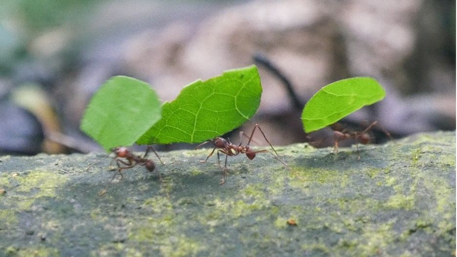 erfahrungsbericht-peru-volunteering-juliana-insects