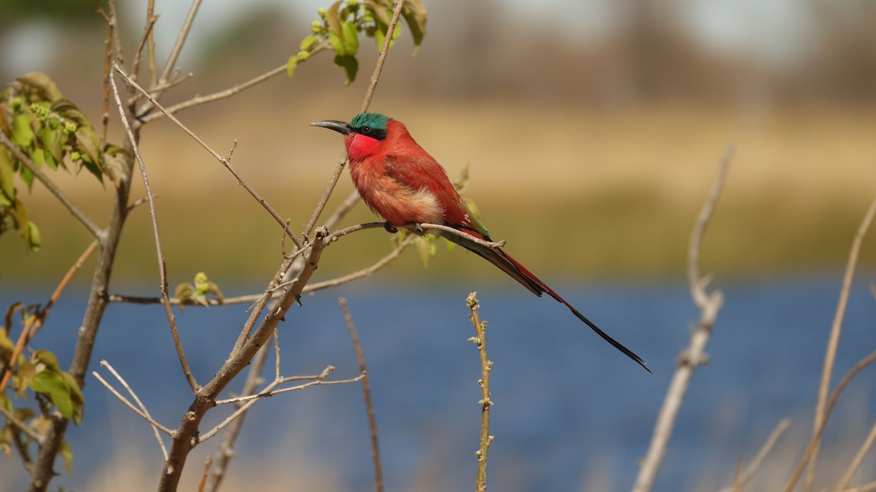 landingpage-safari-botswana-scharlach-bienenfresser-natucate