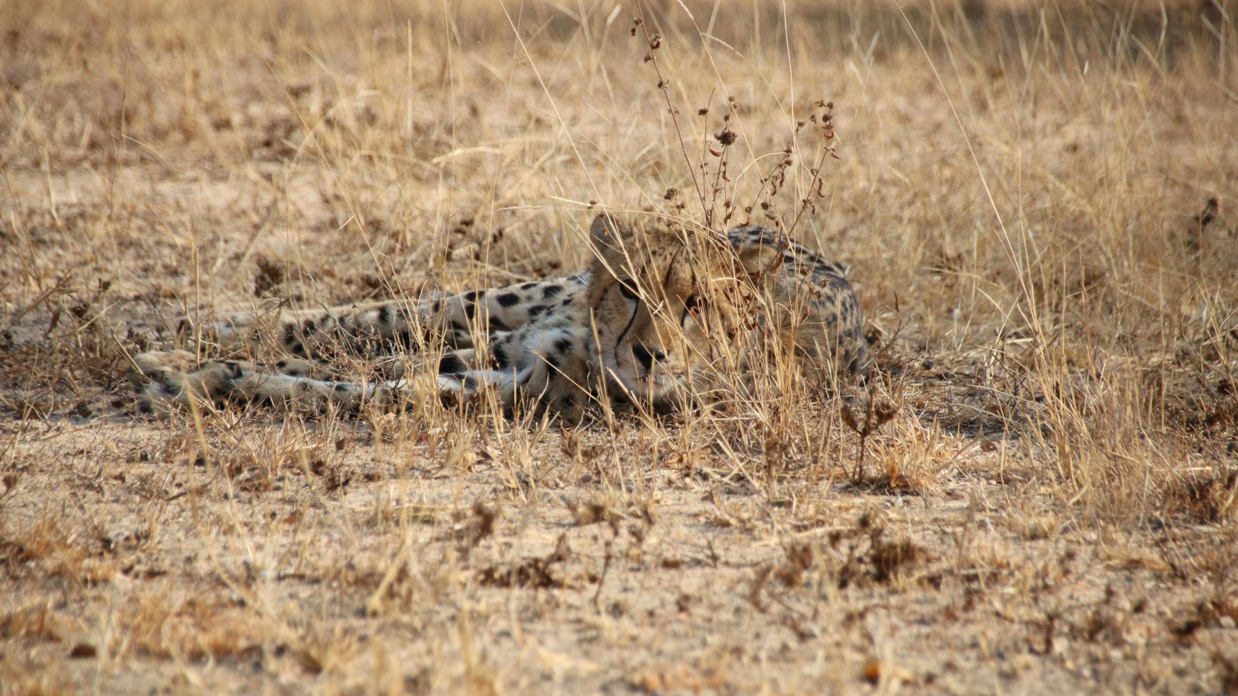 erfahrungsberichte-rangerkurs-field-guide-level-1-afrika-elke-gepard-natucate