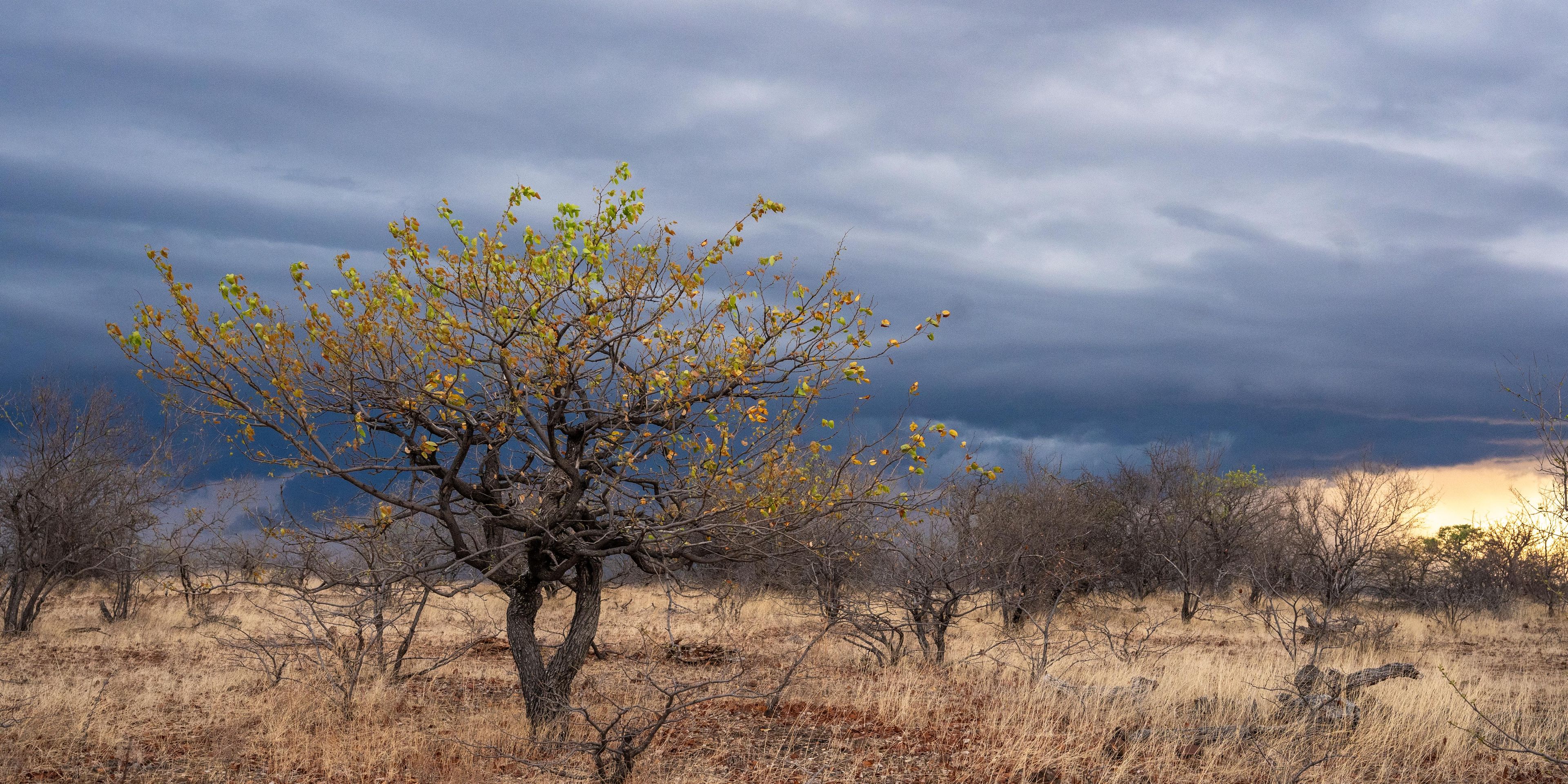 natucate-guide-course-south-africa-et-svenja-mashatu-scenery-tree