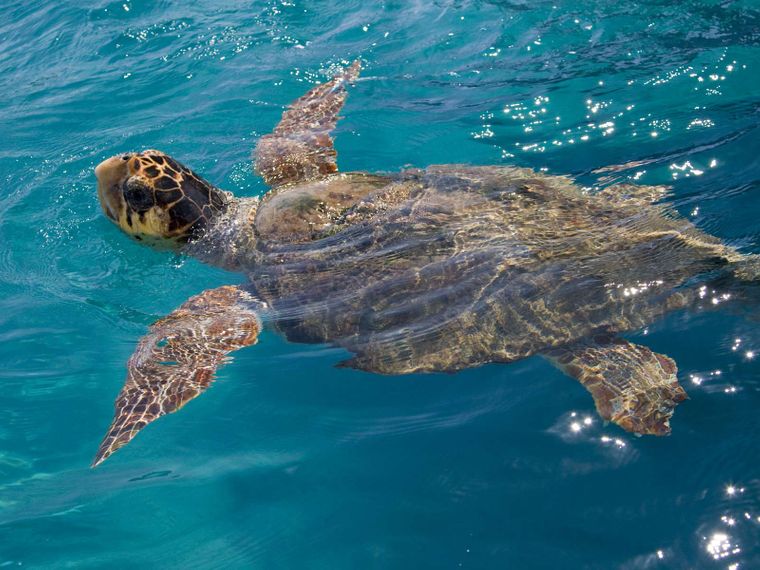 A sea turtle is swimming on the water surface of the Caribbean Sea.