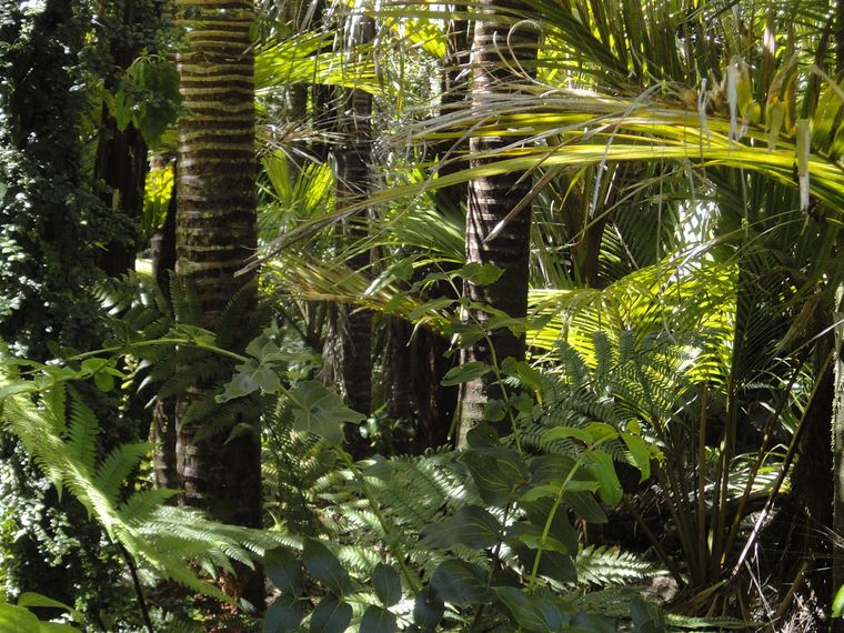 Die erste Reise von dem Insektensammler und Naturforscher Alfred Russle Wallace ging nach Brasilien zum Amazonasbecken.