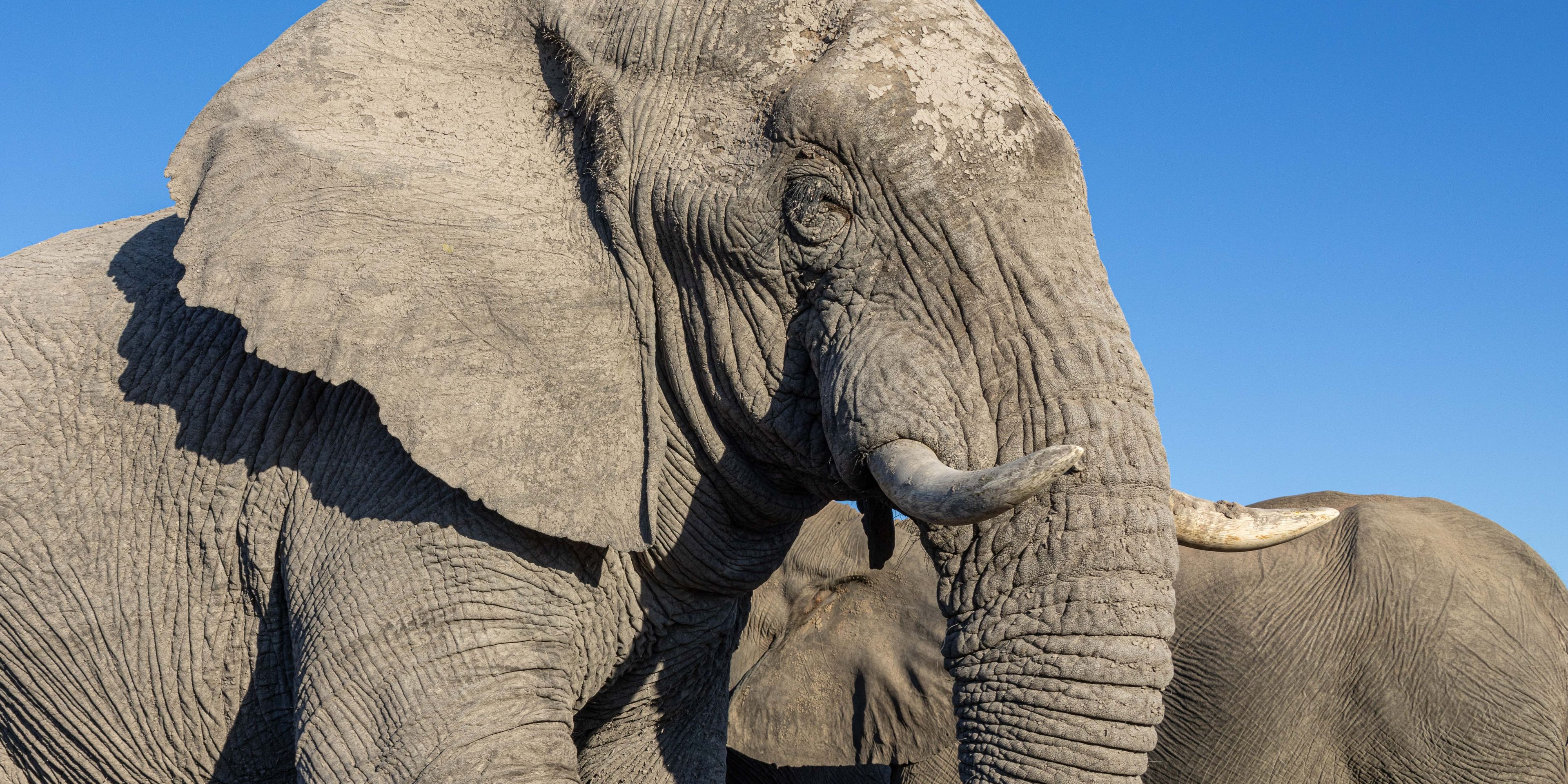natucate-private-wilderness-experience-hwange-zimbabwe-elephant-head