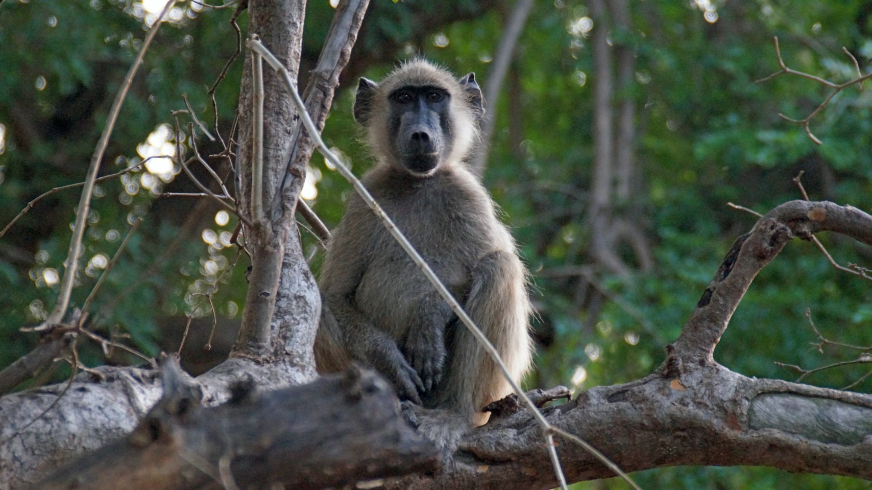 erfahrungsbericht-ecoquest-suedafrika-corinna-affe-natucate