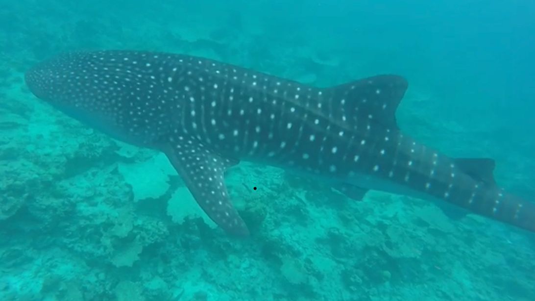 freiwilligenarbeit-malediven-erfahrungsbericht-artenschutz-walhai-natucate