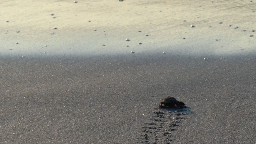 Fuer eine Babyschildkroete ist der Weg zum Ozeane eine gefaehrlich und sehr muehsam