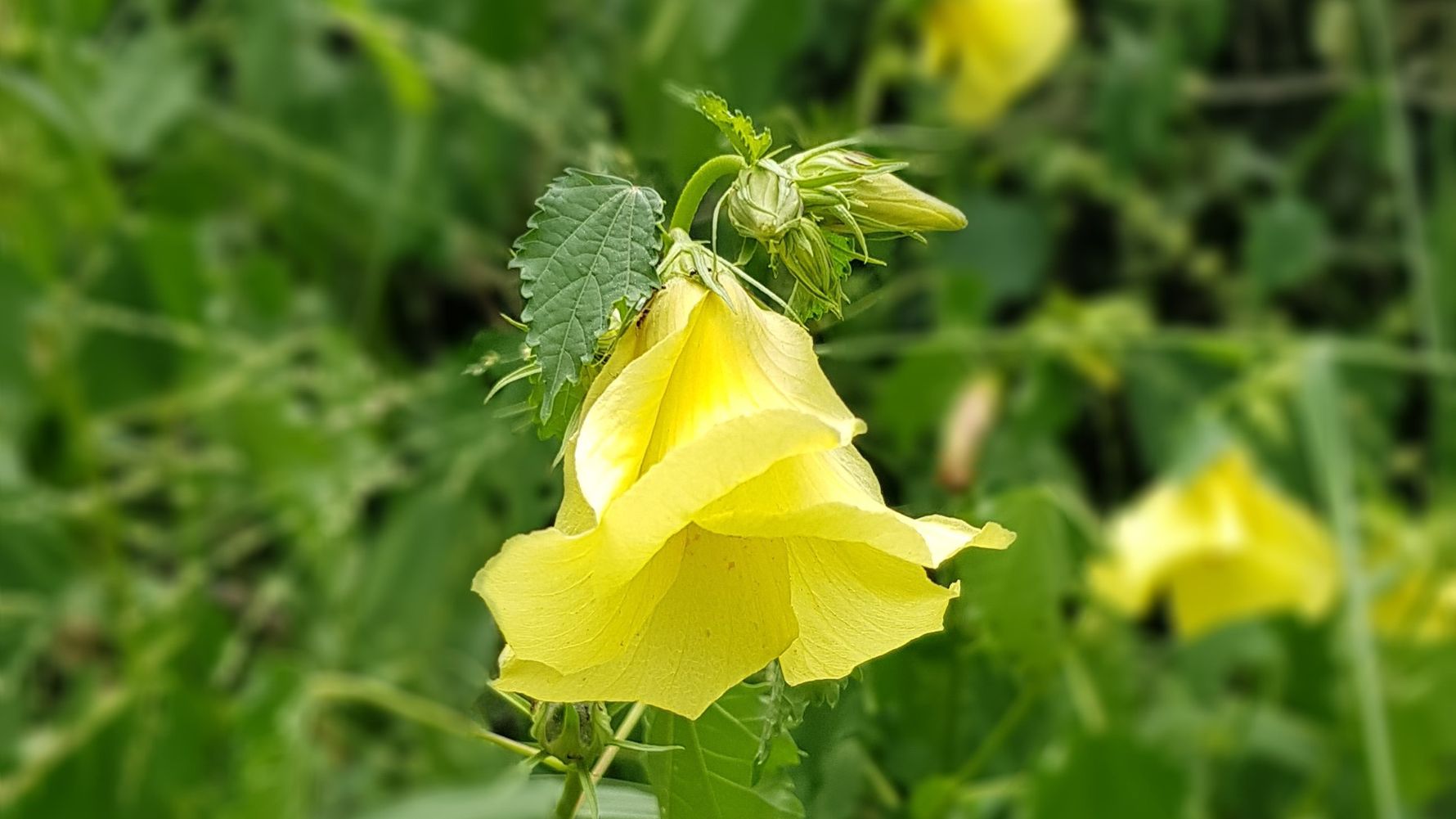 erfahrungsbericht-rangerkurs-field-guide-level-1-suedafrika-marco-flora-natucate