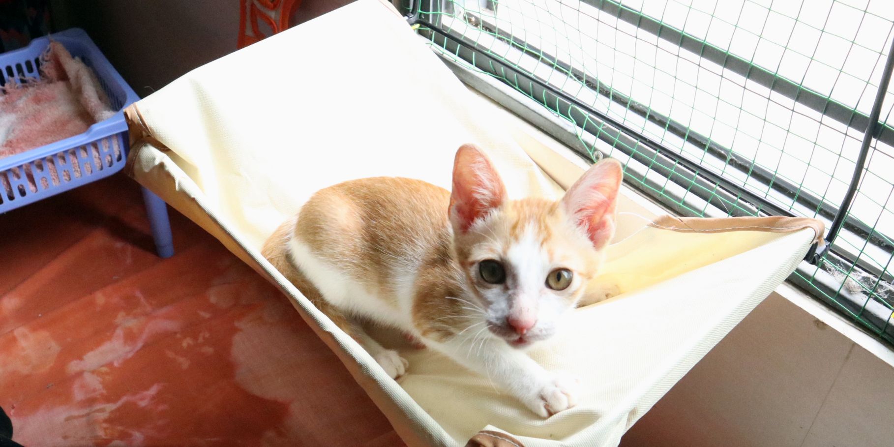 freiwilligenarbeit-vietnam-da-nang-tierschutz-katze-fenster-natucate