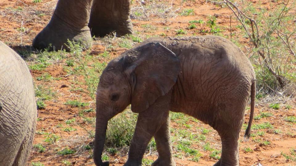 erfahrungsberichte-suedliches-afrika-pfg-rangerausbildung-kundenfotos-elefantenjunges-natucate