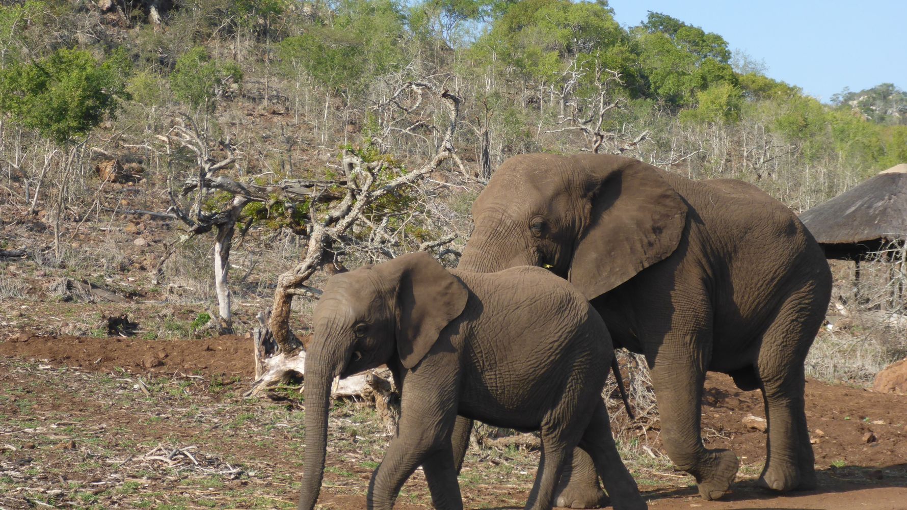 Ein Elefant und ein Jungtier laufen eine Strasse entlang