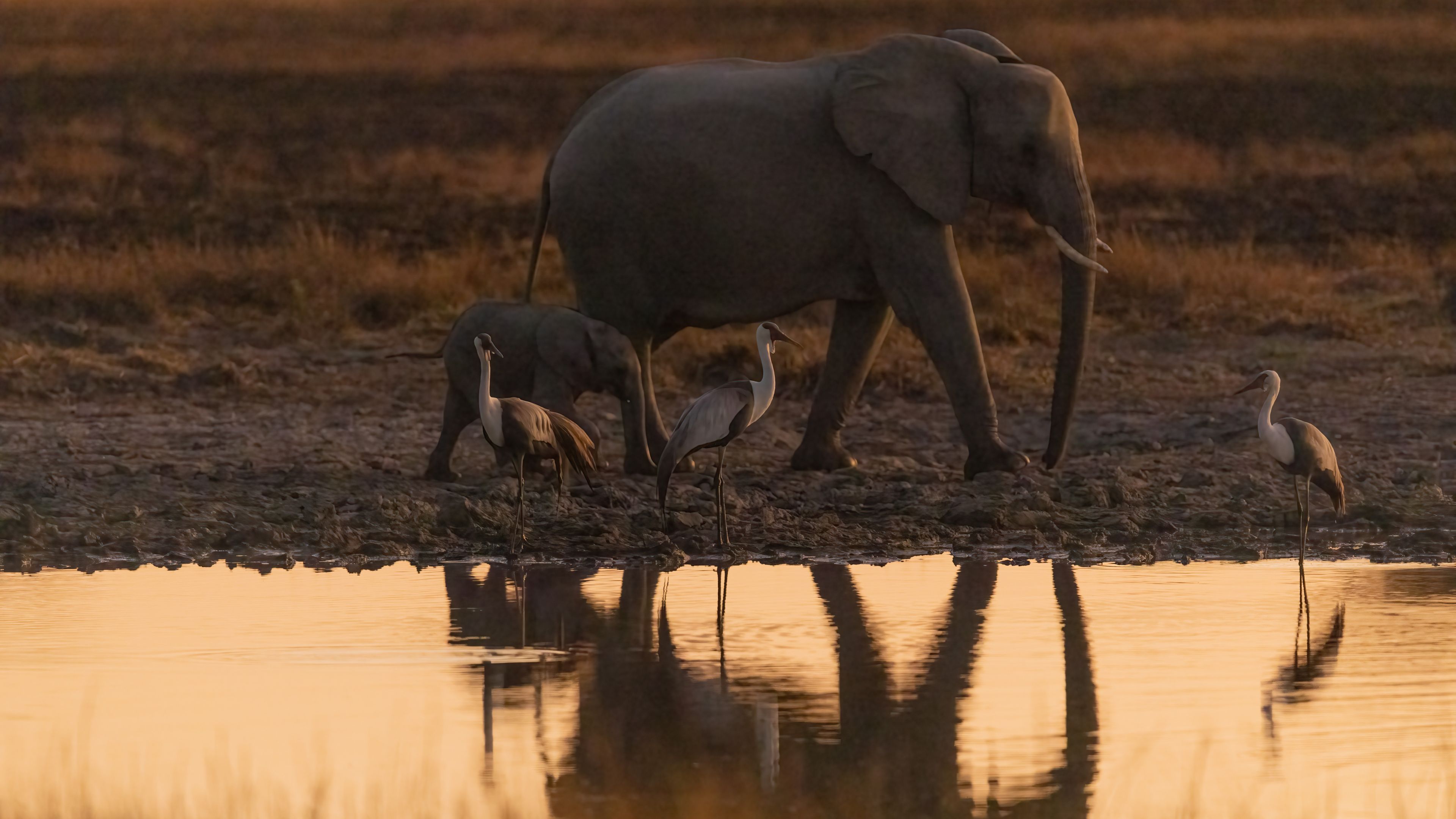 natucate-lp-elefanten-titelbild