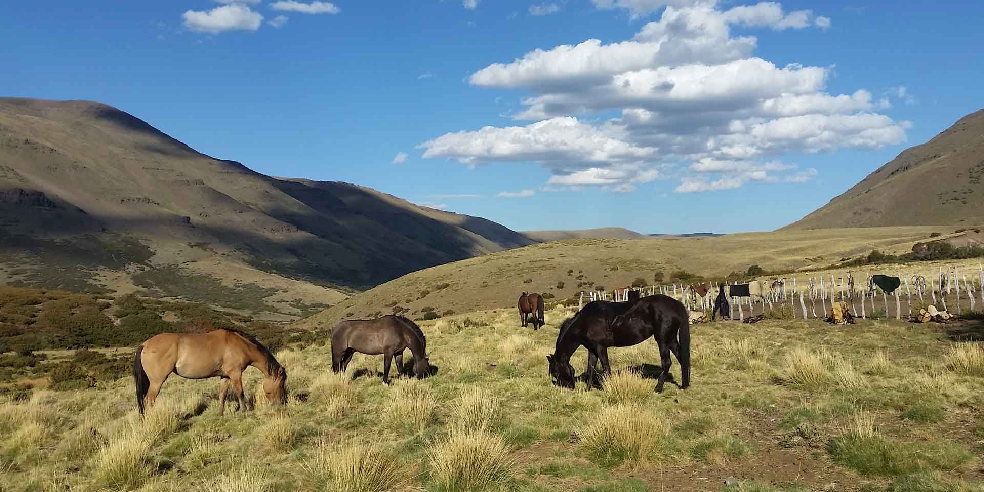 Eine Herde von Pferden steht weidend auf einer Freiflaeche in Patagonien