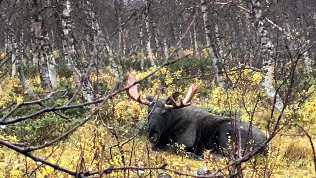 laenderinformationen-schweden-elch-natucate