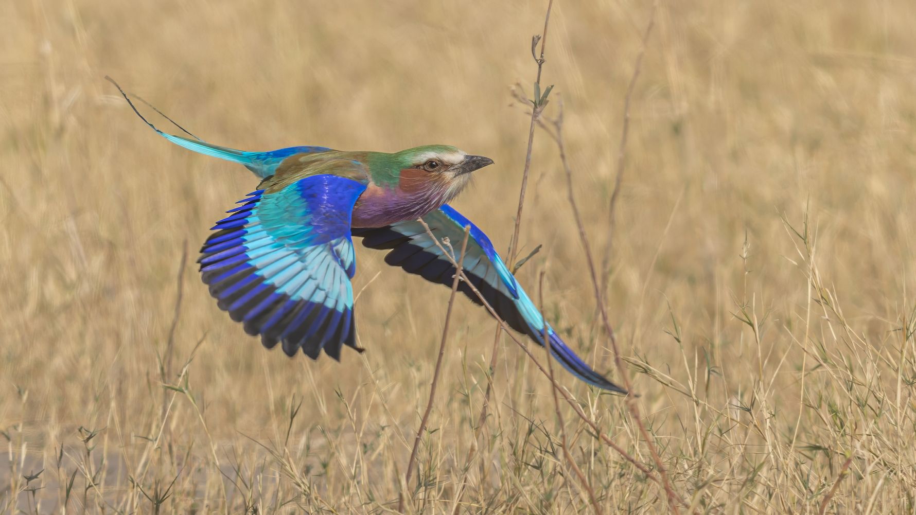 natucate-blog-news-anniversary-bird-flying