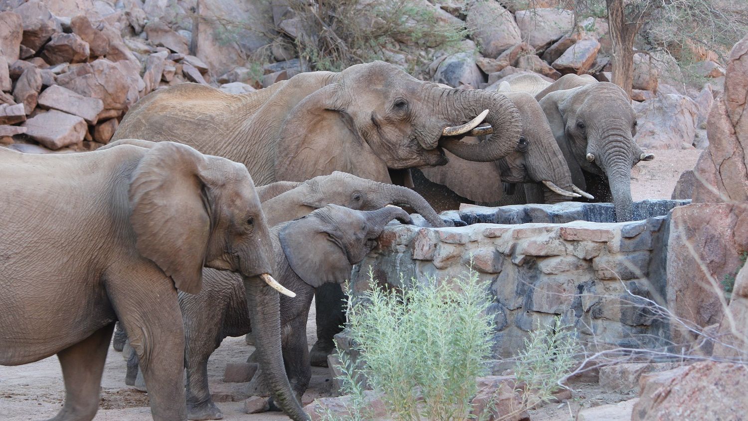 Artenschutz in Afrika: Elefanten trinken an einem errichteten Wasserauffangbecken