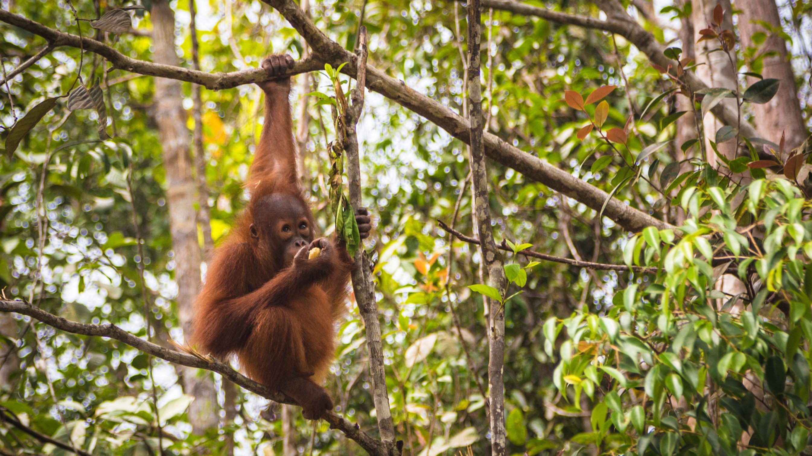 borneo-landerinformationen-orang-utan-regenwald-natucate