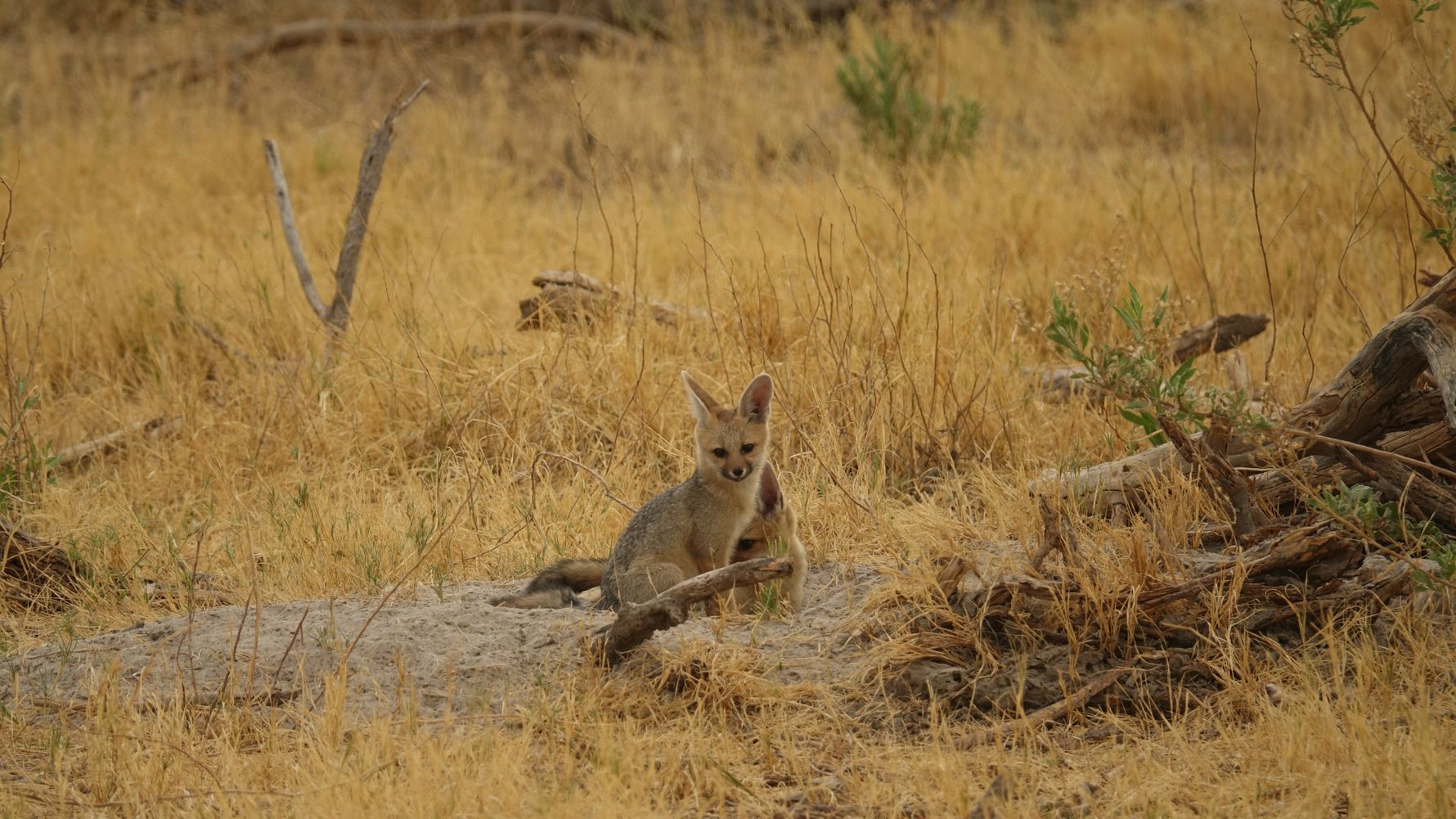 blog-ratgeber-suedafrika-limpopo-cape-fox-natucate