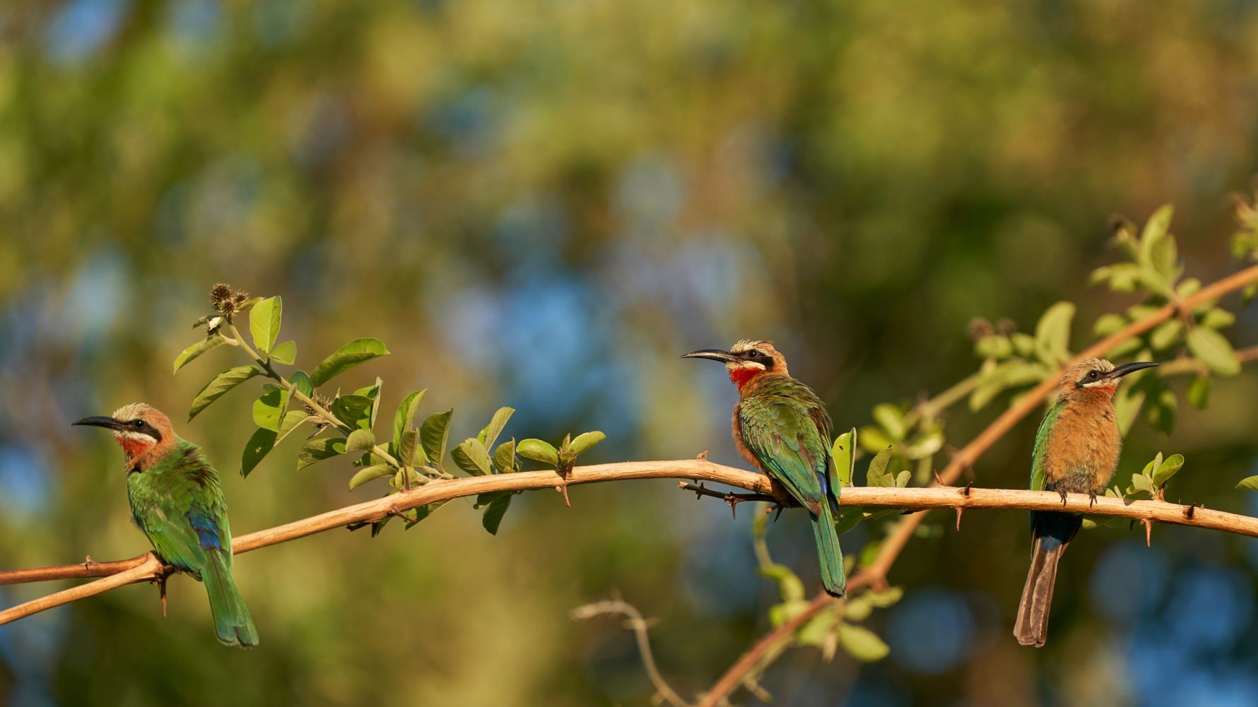 Three bee-eaters in Hwange National Park