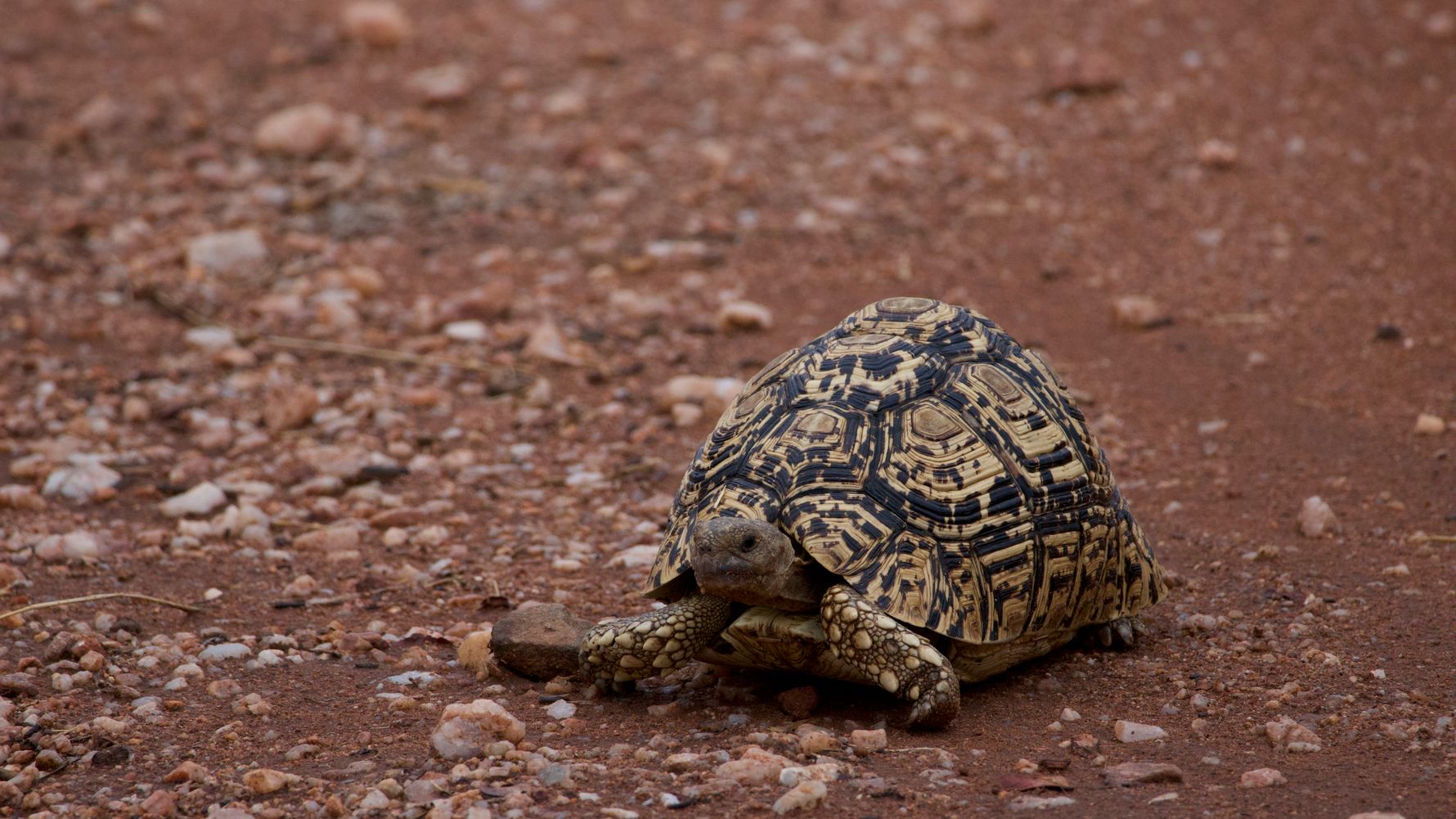 Leopardenschildkr&ouml;te