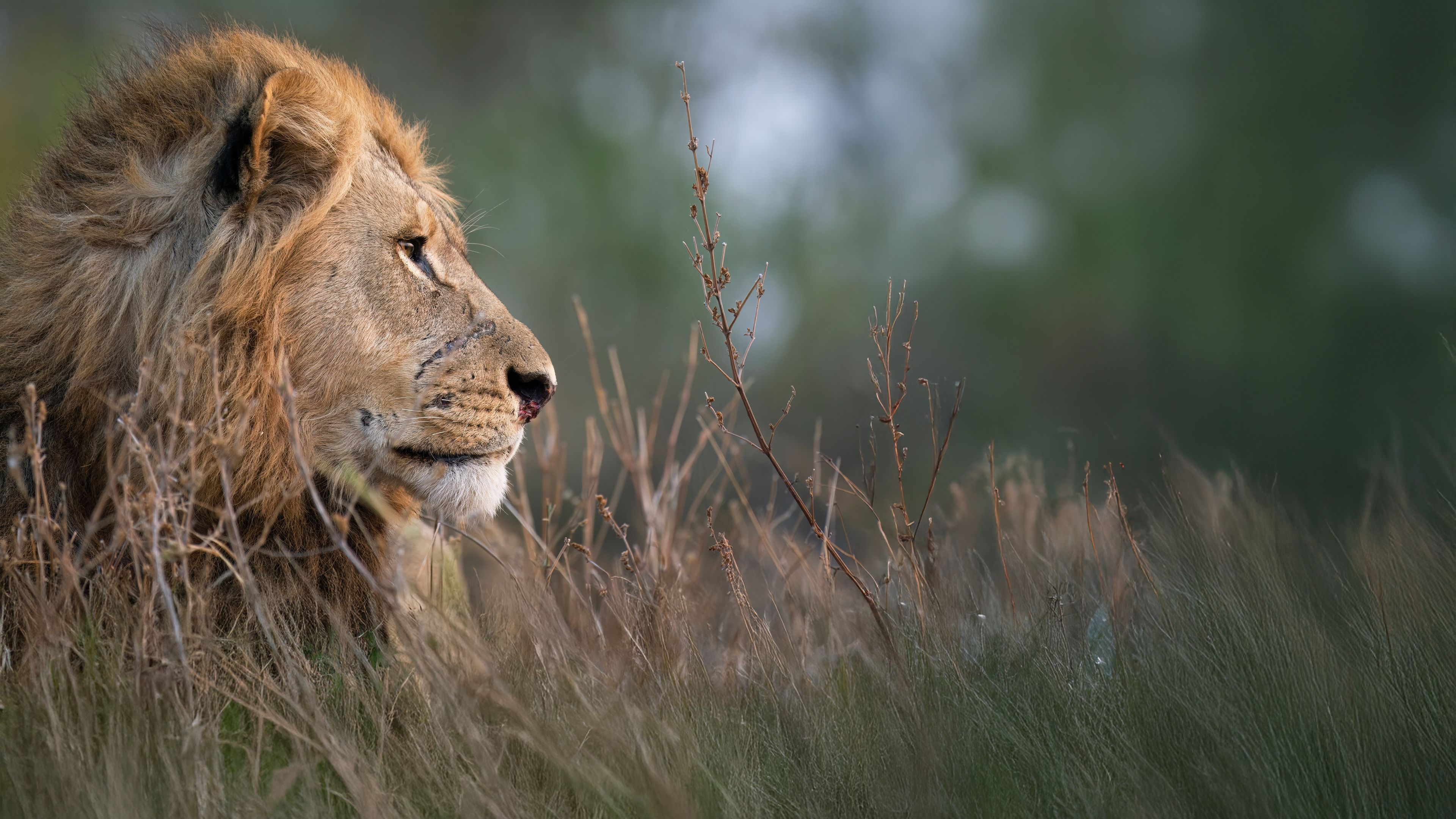 natucate-safari-okavango-delta-expedition-lion-grass