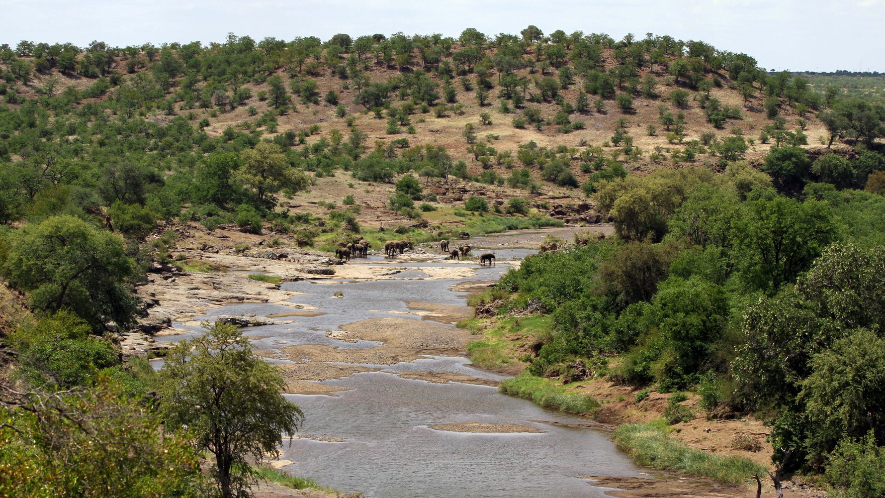 Weiter Blick ueber ein Flussbett im Kruger Nationalpark, an dem eine Elefantenherde trinkt