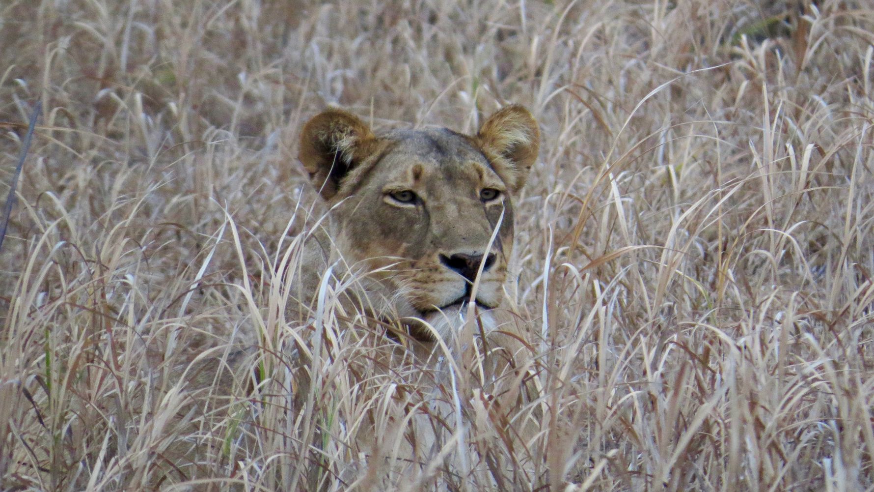 Ein weiblicher Loewe tarnt sich optimal im hohen Gras der afrikanischen Savanne