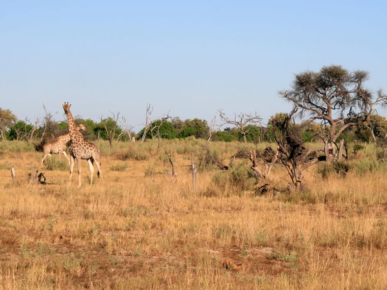 erfahrungsbericht-rangerkurs-field-guide-level-1-botswana-okavango-delta-alexandra-giraffen-natucate