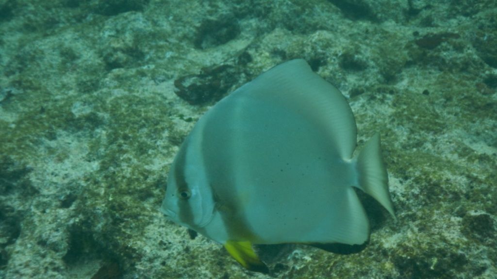 freiwilligenarbeit-seychellen-erfahrungsbericht-artenschutz-kundenfotos-fisch-natucate
