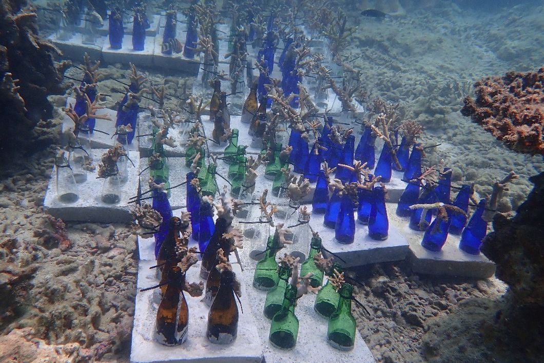 Bottles for coral farming on the seabed