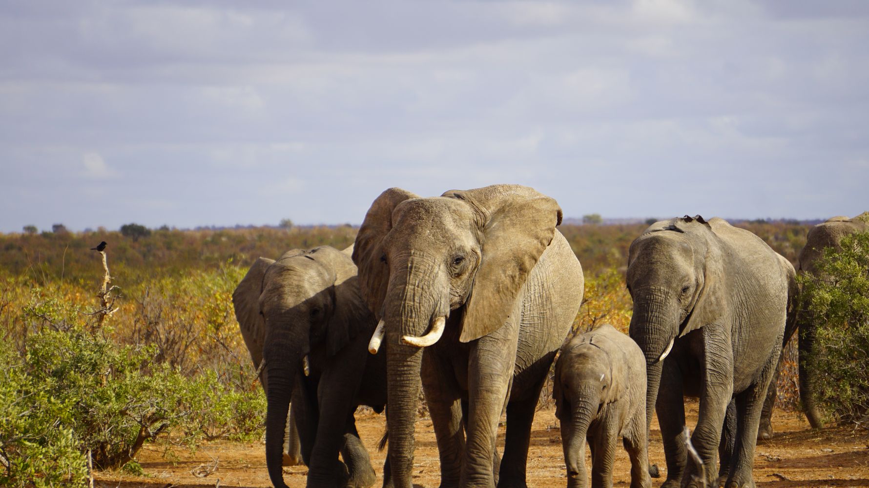 blog-ratgeber-safaris-vorausetzungen-elefanten-natucate