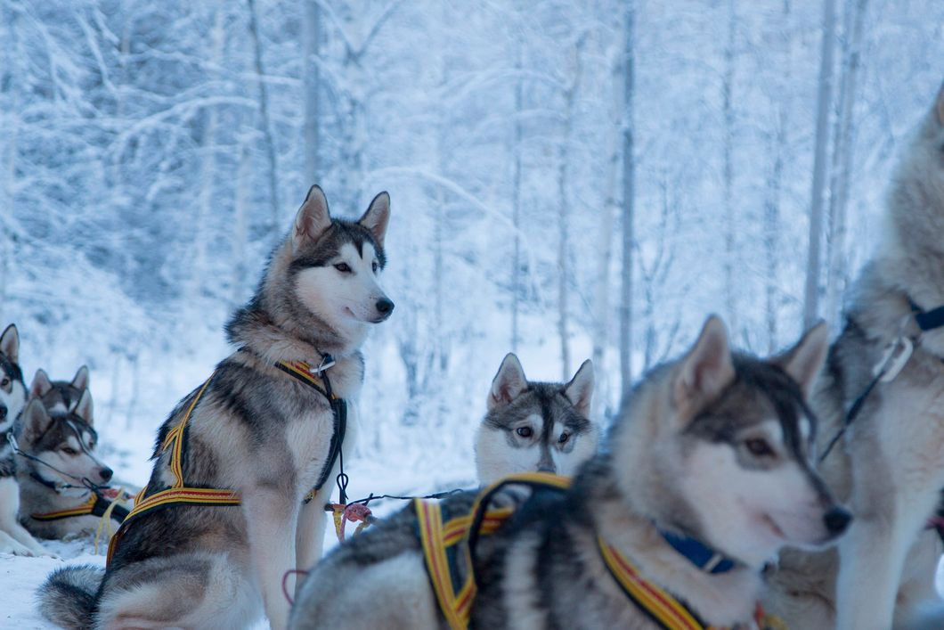 naturreise-schweden-schwedisch-lappland-huskys-natucate
