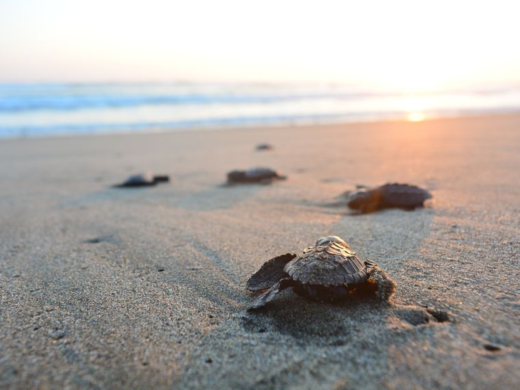 freiwilligenarbeit-griechenland-kefalonia-familie-turtle