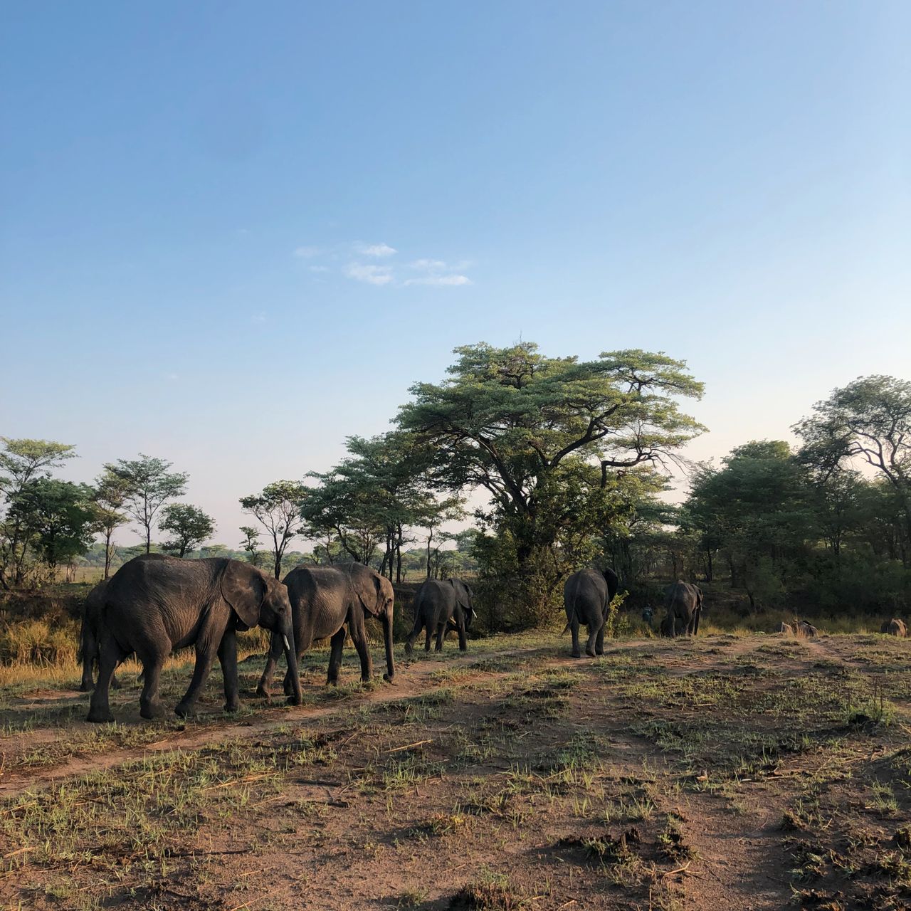 natucate-blog-review-sambia-klara-elephants