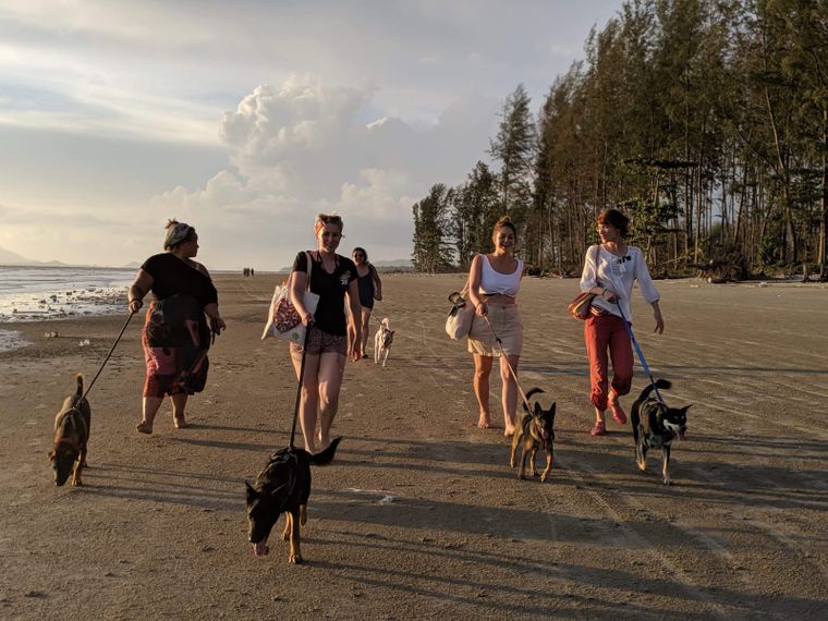 erfahrungsberichte-freiwilligenarbeit-thailand-latifa-hunde-freiwillige-strand