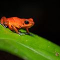 natucate-country-information-panama-bocas-del-toro-strawberry-poison-dart-frog