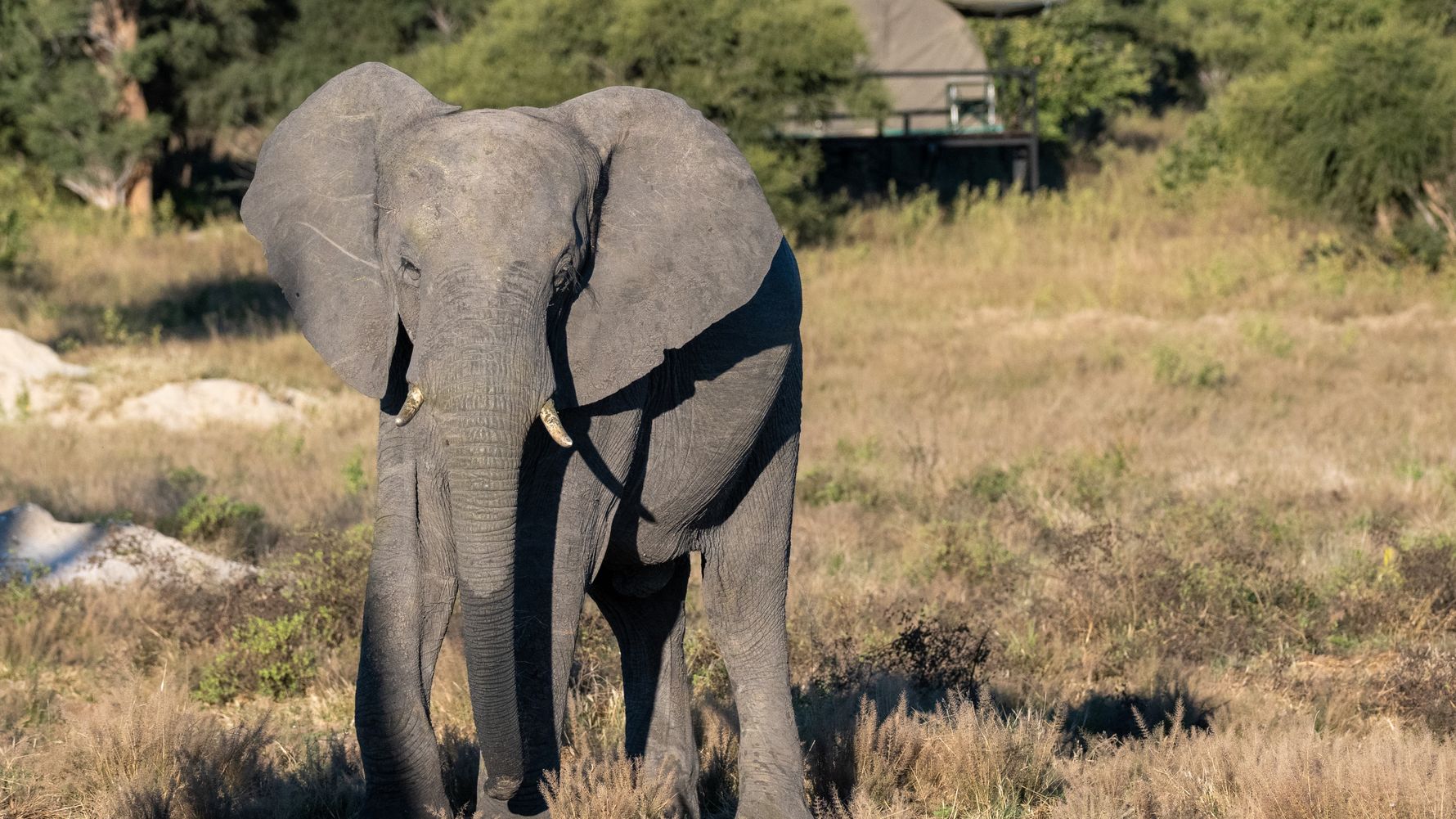 Elefant vor dem Camp