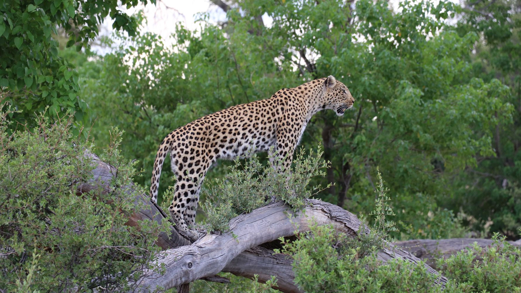 Begegnung mit einem Leopard im Field Guide Kurs in Botswana