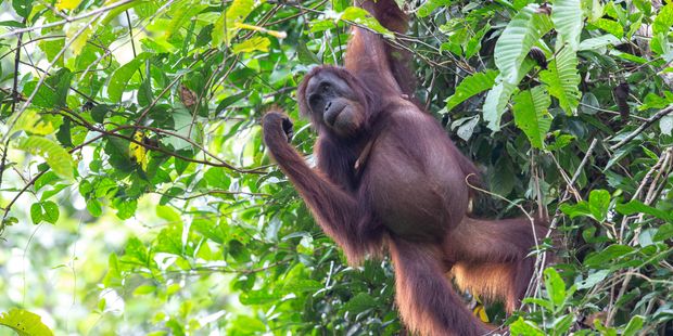 Female Orangutan