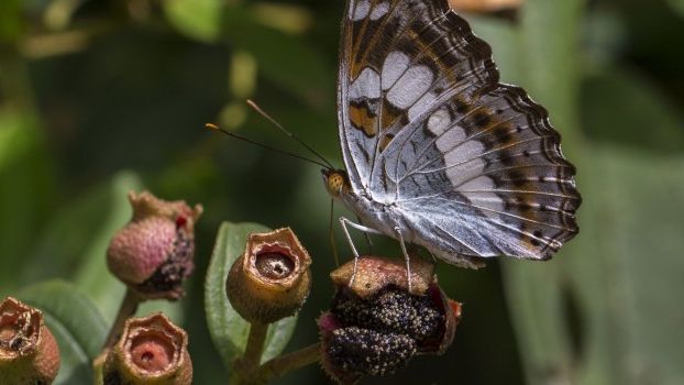 Artenschutz auf Borneo: Ein Schmetterling sitzt auf einer Pflanze im Sebangau-Wald.