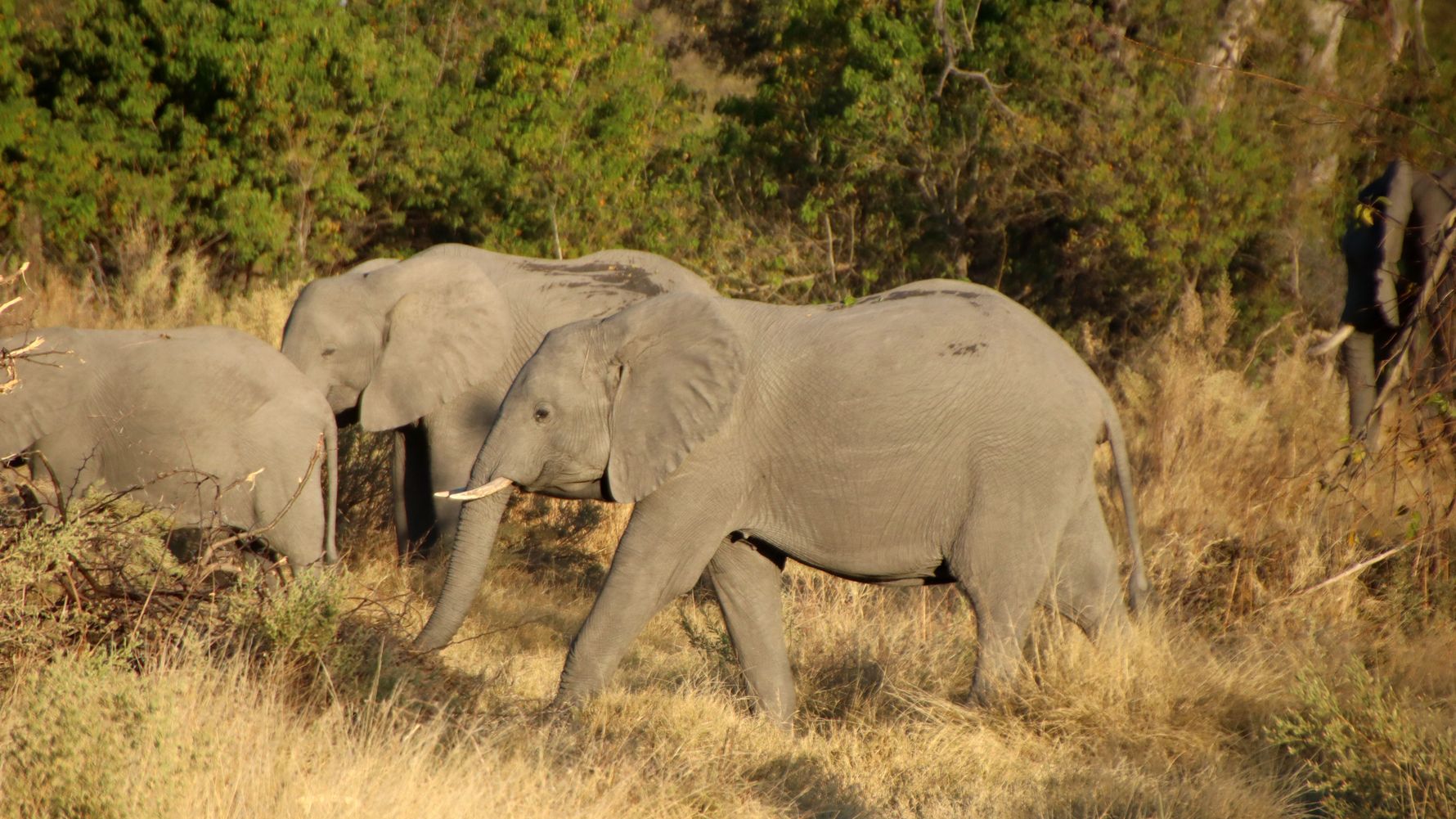 erfahrungsbericht-freiwilligenarbeit-namibia-rangerkurs-botswana-jacqueline-elefanten-delta-natucate