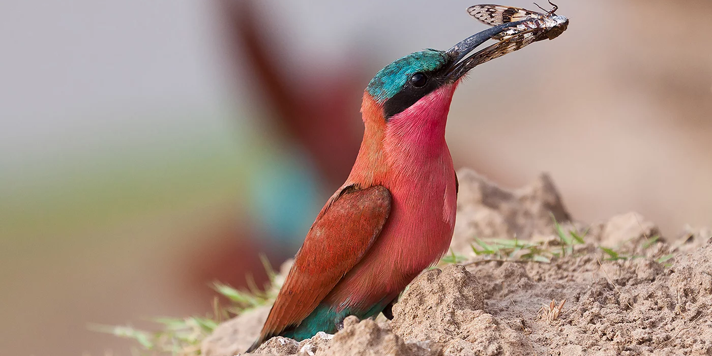 natucate-trip-zambia-safari-walking-robin-pope-mobile-bird-pink